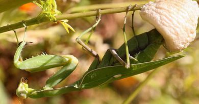 La Mantis y el Dolor de Muelas La Mantis y el Dolor de Muelas